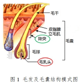 半導(dǎo)體激光脫毛機(jī)注冊(cè)技術(shù)審查指導(dǎo)原則(2020年第15號(hào))(圖1) 半導(dǎo)體激光脫毛機(jī)注冊(cè)技術(shù)審查指導(dǎo)原則(2020年第15號(hào))(圖1)
