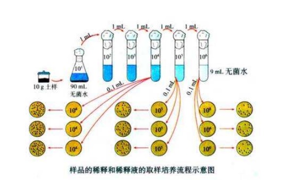 什么是微生物梯度稀釋？微生物梯度稀釋計算公式