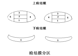 接觸鏡護理產(chǎn)品注冊技術(shù)審查指導(dǎo)原則（食藥監(jiān)辦械函[2011]116號）(圖2)